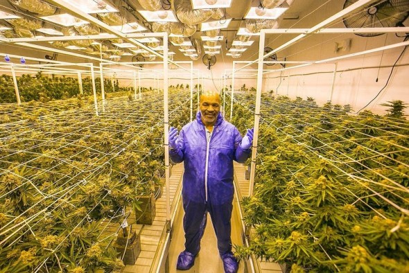 Suma pe care Mike Tyson o câștigă lunar din vânzarea de marijuana